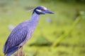 Yellow-Crowned Night Heron Closeup Royalty Free Stock Photo