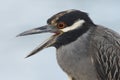 Closeup of a Yellow-crowned Night Heron Royalty Free Stock Photo