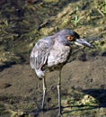 Closeup of a Yellow-crowned night heron on the river Royalty Free Stock Photo