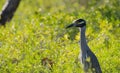 Closeup of a Yellow-crowned night heron walking in the field Royalty Free Stock Photo