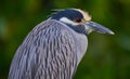 Closeup of a yellow-crowned night heron (Nyctanassa violacea) against blurred background Royalty Free Stock Photo