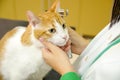 Closeup of yellow cute cat on vet table