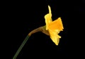 Closeup of a yellow daffodil Royalty Free Stock Photo