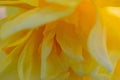 Closeup of a yellow daffodil with sunlight