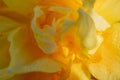Closeup of a yellow daffodil with sunlight
