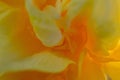 Closeup of a yellow daffodil with sunlight