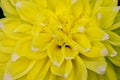 Closeup of Yellow Dahlia Flower