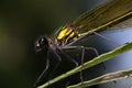 Closeup of a yellow Damselfly on a green leaf (Zygoptera)