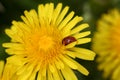 Closeup of a Yellow Dandalion with a Ladybug on it. Royalty Free Stock Photo