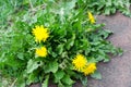 Yellow dandelionflowers with green leaves closeup