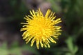 Closeup of yellow dandelion on a sunny summer day