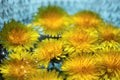 Closeup yellow dandelions flowers floating in a blue glass bowl of water Royalty Free Stock Photo