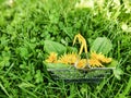 Closeup of yellow dandelions in a metal supermarket basket on green grass