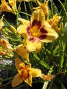 Closeup of yellow daylilies Royalty Free Stock Photo