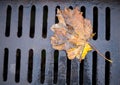 Closeup yellow dried autumn maple leaf hanging on a wire of a metal fence