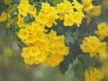 Yellow Elder, Magnoliophyta, Angiospermae of name Gold Yellow color trumpet flower, ellow elder, Trumpetbush, Tecoma stans blurred