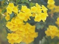 Yellow Elder, Magnoliophyta, Angiospermae of name Gold Yellow color trumpet flower, ellow elder, Trumpetbush, Tecoma stans blurred