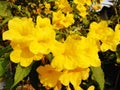 Closeup Yellow elder or Trumpetbush or Trumpetflower
