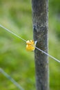 Closeup of yellow electric fence isolator for gate protection