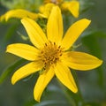 Closeup of a yellow Engelmann daisy flower outdoors with green blurred background.