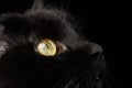 Closeup Yellow Eyes of Black Cat Snout on Background Royalty Free Stock Photo