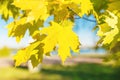 Closeup on yellow fall maple leaves in autumn sunshine. Royalty Free Stock Photo