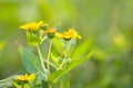 Closeup of a yellow farm plant