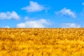 Closeup of yellow field with grain under a blue sky in background, symbol and colors of flag of Ukraine Ukrainian national blue Royalty Free Stock Photo
