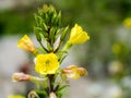 Oenothera glazioviana or Large-flowered-evening-primrose. Yellow bell flower in the garden Royalty Free Stock Photo