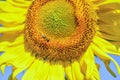 Closeup of yellow flower. bee on beautiful sunflower. summer nature beauty. summer harvest and agriculture concept. bee Royalty Free Stock Photo