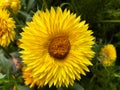 Closeup of yellow flower blossom bracteantha dreamtime jumbo with green leaves background focus on upper petals