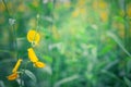 Closeup yellow flower blued nature background