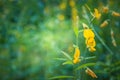 Closeup yellow flower blued nature background