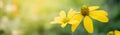 Closeup of yellow flower on blurred gereen background under sunlight with bokeh and copy space using as background natural plants Royalty Free Stock Photo
