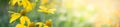 Closeup of yellow flower on blurred gereen background under sunlight with bokeh and copy space using as background natural plants Royalty Free Stock Photo