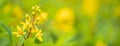 Closeup of yellow flower on blurred gereen background under sunlight with bokeh and copy space using as background natural plants Royalty Free Stock Photo