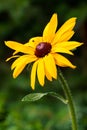 Closeup of a yellow flower on a blurred natural green background. Yellow flower with a red-brown center, like a daisy. Royalty Free Stock Photo