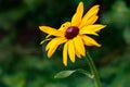 Closeup of a yellow flower on a blurred natural green background. Yellow flower with a red-brown center, like a daisy. Royalty Free Stock Photo