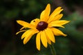 Closeup of a yellow flower on a blurred natural green background. Yellow flower with a red-brown center, like a daisy. Royalty Free Stock Photo