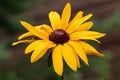 Closeup of a yellow flower on a blurred natural green background. Yellow flower with a red-brown center, like a daisy. Royalty Free Stock Photo