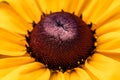 Closeup of a yellow flower on a blurred natural green background. Yellow flower with a red-brown center, like a daisy. Royalty Free Stock Photo