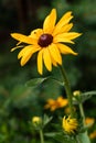 Closeup of a yellow flower on a blurred natural green background. Yellow flower with a red-brown center, like a daisy. Royalty Free Stock Photo