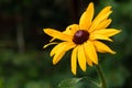 Closeup of a yellow flower on a blurred natural green background. Yellow flower with a red-brown center, like a daisy. Royalty Free Stock Photo