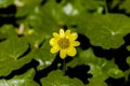 Closeup yellow flower Buttercup Ranunculus on a background of green leaves in garden.