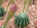 Closeup yellow flower of cactus desert plants with blurred background Royalty Free Stock Photo