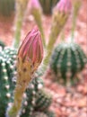 Closeup yellow flower of cactus desert plants with blurred background Royalty Free Stock Photo