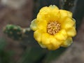 Closeup yellow flower of cactus ,succulent desert plant in garden with soft focus and green blurred background Royalty Free Stock Photo