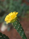 Closeup yellow flower of cactus ,succulent desert plant in garden with soft focus and green blurred background Royalty Free Stock Photo