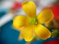 Closeup of yellow flower on colourful background, selective focus and shallow depth of field