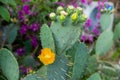 Closeup of the yellow flower of the Eastern Prickly Pear Cactus ,Opuntia humifusa.Santa Rita Prickly Pear of the Sonoran Royalty Free Stock Photo